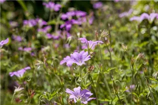 Geranium macrorrhizum 'Ingwersen' - Garten-Storchschnabel 'Ingwersen' Geranium macrorrhizum 'Ingwersen' - Garten-Storchschnabel 'Ingwersen'
