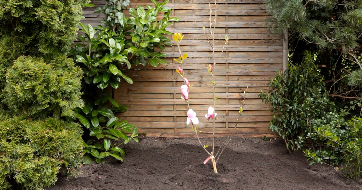  - Magnolie - Einpflanzen im Garten