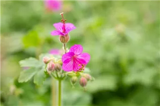 Geranium macrorrhizum - Südeuropäischer Felsen-Storchschnabel