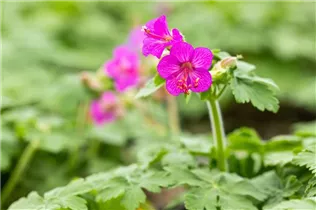 Geranium macrorrhizum - Südeuropäischer Felsen-Storchschnabel