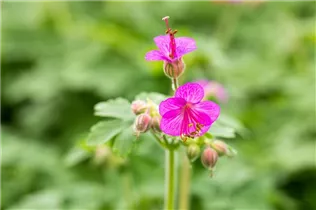 Geranium macrorrhizum - Südeuropäischer Felsen-Storchschnabel