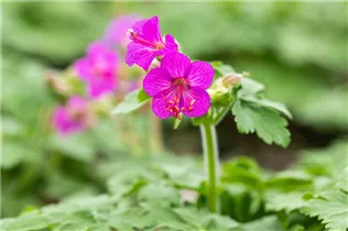 Geranium macrorrhizum - Südeuropäischer Felsen-Storchschnabel