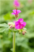 Geranium macrorrhizum - Südeuropäischer Felsen-Storchschnabel
