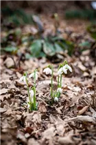 Galanthus nivalis - Kleines Schneeglöckchen