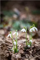 Galanthus nivalis - Kleines Schneeglöckchen