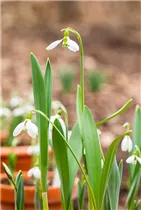 Galanthus nivalis - Kleines Schneeglöckchen