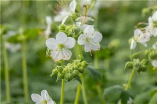 Geranium macrorrhizum 'Album' - Garten-Storchschnabel 'Album'