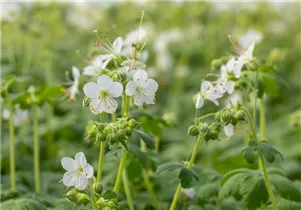 Geranium macrorrhizum 'Album' - Garten-Storchschnabel 'Album'