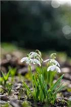 Blumenzwiebeln - Galanthus nivalis Flore Pleno x10 Schneeglöckchen Blumenzwiebeln - Galanthus nivalis Flore Pleno x10 Schneeglöckchen
