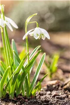 Blumenzwiebeln - Galanthus nivalis Flore Pleno x10 Schneeglöckchen Blumenzwiebeln - Galanthus nivalis Flore Pleno x10 Schneeglöckchen