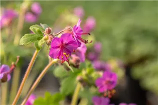 Geranium macrorrhizum 'Bevan' - Garten-Storchschnabel 'Bevan'