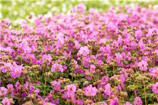 Geranium macrorrhizum 'Bevan' - Garten-Storchschnabel 'Bevan'