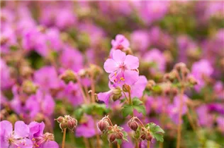 Geranium macrorrhizum 'Bevan' - Garten-Storchschnabel 'Bevan'