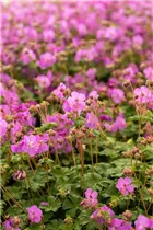 Geranium macrorrhizum 'Bevan' - Garten-Storchschnabel 'Bevan'