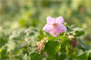 Geranium macrorrhizum 'Ingwersen' - Garten-Storchschnabel 'Ingwersen' Geranium macrorrhizum 'Ingwersen' - Garten-Storchschnabel 'Ingwersen'