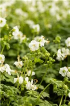 Geranium macrorrhizum 'White Ness' - Garten-Storchschnabel 'White Ness'