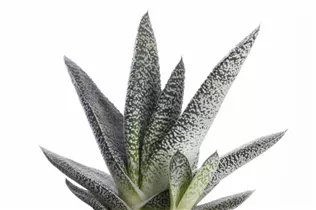 Gasteria - Gasterie