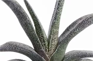 Gasteria - Gasterie