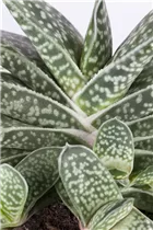 Gasteria - Gasterie