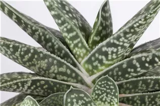 Gasteria - Gasterie