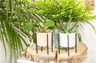 Peperomia polybotrya 'Raindrop' - Peperomie 'Raindrop' Peperomia polybotrya 'Raindrop' - Peperomie 'Raindrop'