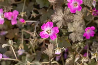 Geranium 'Orkney Cherry'(s) - Garten-Storchschnabel 'Orkney Cherry'(s) Geranium 'Orkney Cherry'(s) - Garten-Storchschnabel 'Orkney Cherry'(s)