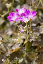 Geranium 'Orkney Cherry'(s) - Garten-Storchschnabel 'Orkney Cherry'(s) Geranium 'Orkney Cherry'(s) - Garten-Storchschnabel 'Orkney Cherry'(s)