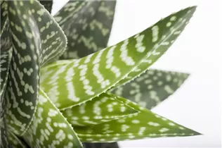 Gasteria 'Aveo' - Gasterie 'Aveo'