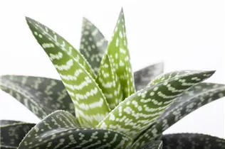 Gasteria 'Aveo' - Gasterie 'Aveo'