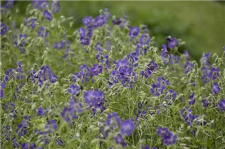 Geranium phaeum 'Liliy Lovell' - Brauner Garten-Storchschnabel 'Lily Lovell'