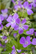 Geranium pratense - Wiesen-Storchschnabel