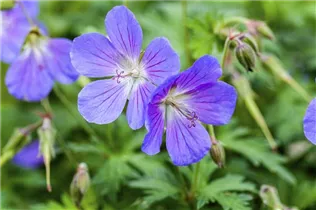Geranium pratense - Wiesen-Storchschnabel