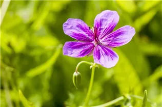Geranium pratense - Wiesen-Storchschnabel