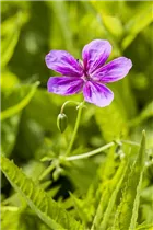 Geranium pratense - Wiesen-Storchschnabel