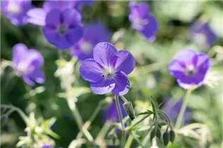 Geranium pratense - Wiesen-Storchschnabel