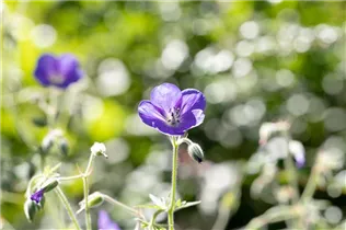 Geranium pratense - Wiesen-Storchschnabel