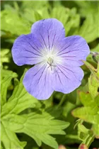 Geranium pratense 'Johnson´s Blue' - Johnson's Garten-Storchschnabel