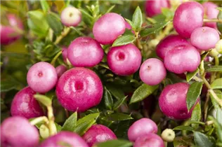 Gaultheria mucronata 'Lilian' - Torfmyrte 'Lilian'