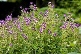 Geranium pratense 'Mrs. Kendall Clark' - Garten-Storchschnabel 'Mrs. Kendall Clark'