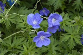 Geranium pratense 'Orion' - Garten-Storchschnabel 'Orion'