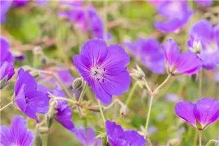 Geranium pratense 'Orion' - Garten-Storchschnabel 'Orion'