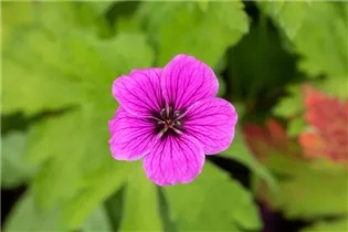 Geranium psilostemon - Armenischer Storchschnabel