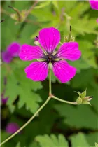 Geranium psilostemon - Armenischer Storchschnabel