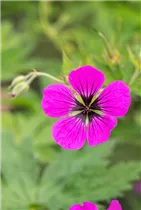 Geranium psilostemon - Armenischer Storchschnabel
