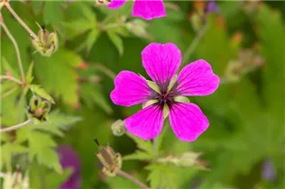 Geranium psilostemon - Armenischer Storchschnabel