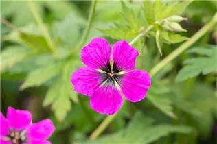 Geranium psilostemon - Armenischer Storchschnabel