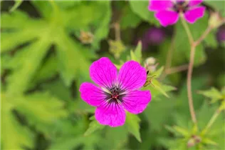 Geranium psilostemon - Armenischer Storchschnabel