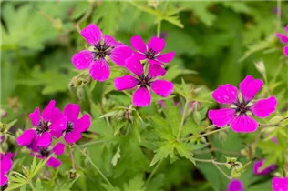 Geranium psilostemon - Armenischer Storchschnabel