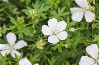 Geranium sanguineum 'Album' - Garten-Schnee-Storchschnabel 'Album'