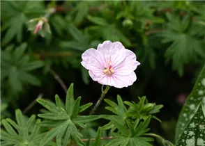 Geranium sanguineum 'Apfelblüte' - Gestreifter Garten-Storchschnabel 'Apfelblüte'